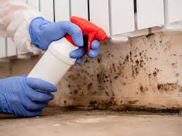 Best Attic Mold Removal  in Lawndale, CA